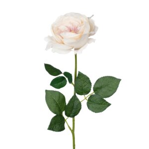 Vara Rosa Inglesa 59 cm cm uc.12 Crema