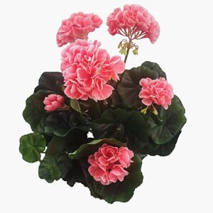 Ramo Geranio 45 cm UV uc.6 Melocotón