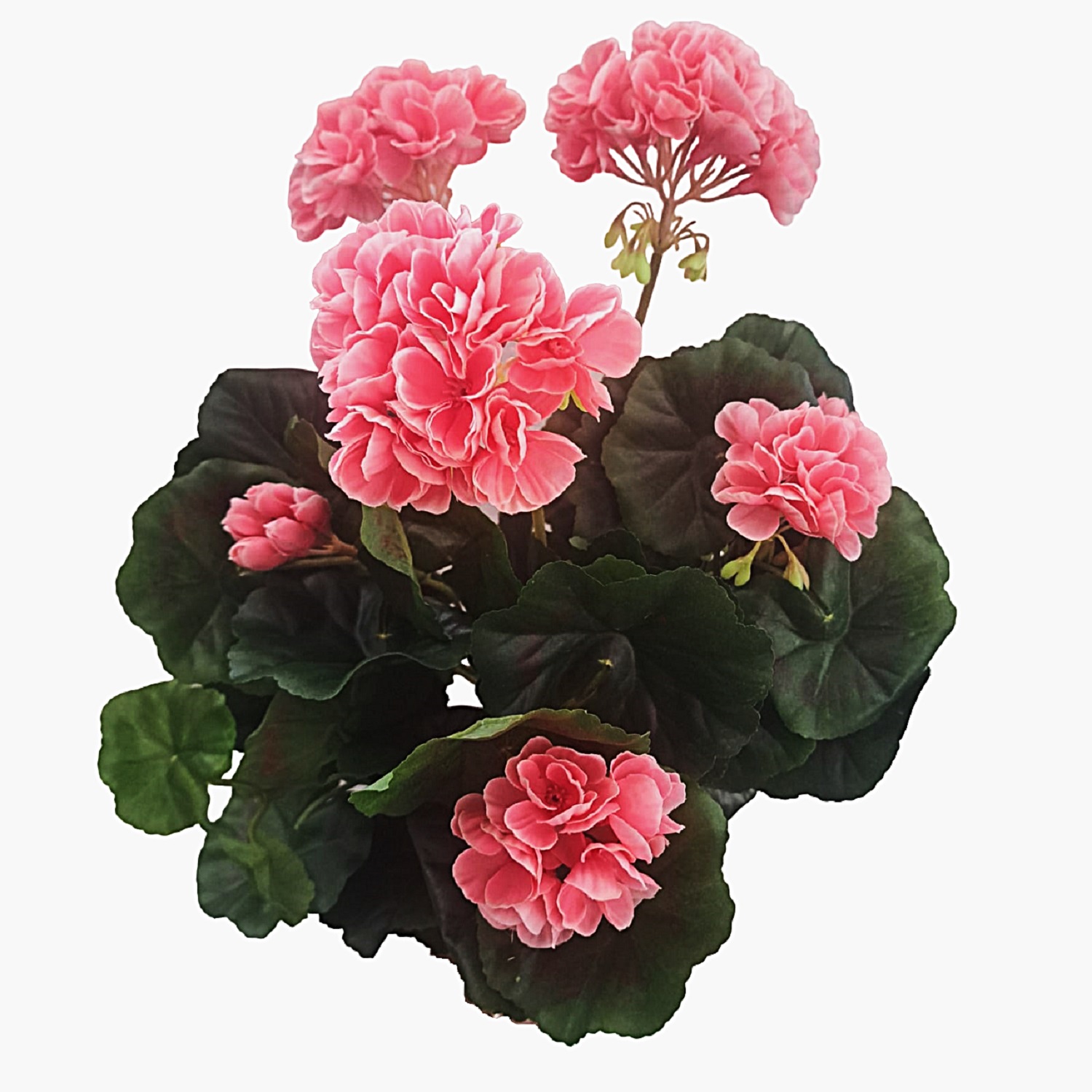 Ramo Geranio 45 cm UV uc.6 Melocotón