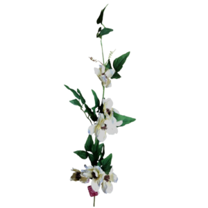 Single Asphodel 55 cm uc.12 Blanco