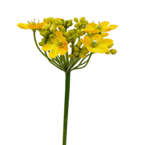 Vara Sedum Premium 56 cm cm uc.12 Amarilllo