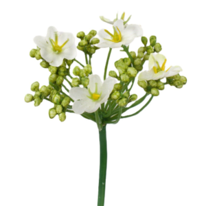 Vara Sedum Premium 56 cm cm uc.12 Crema