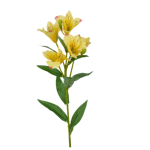 Vara alstroemeria 62 cm uc.12