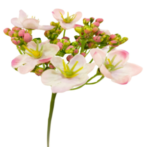 Vara Sedum Premium 56 cm cm uc.12 Crema con Lavanda