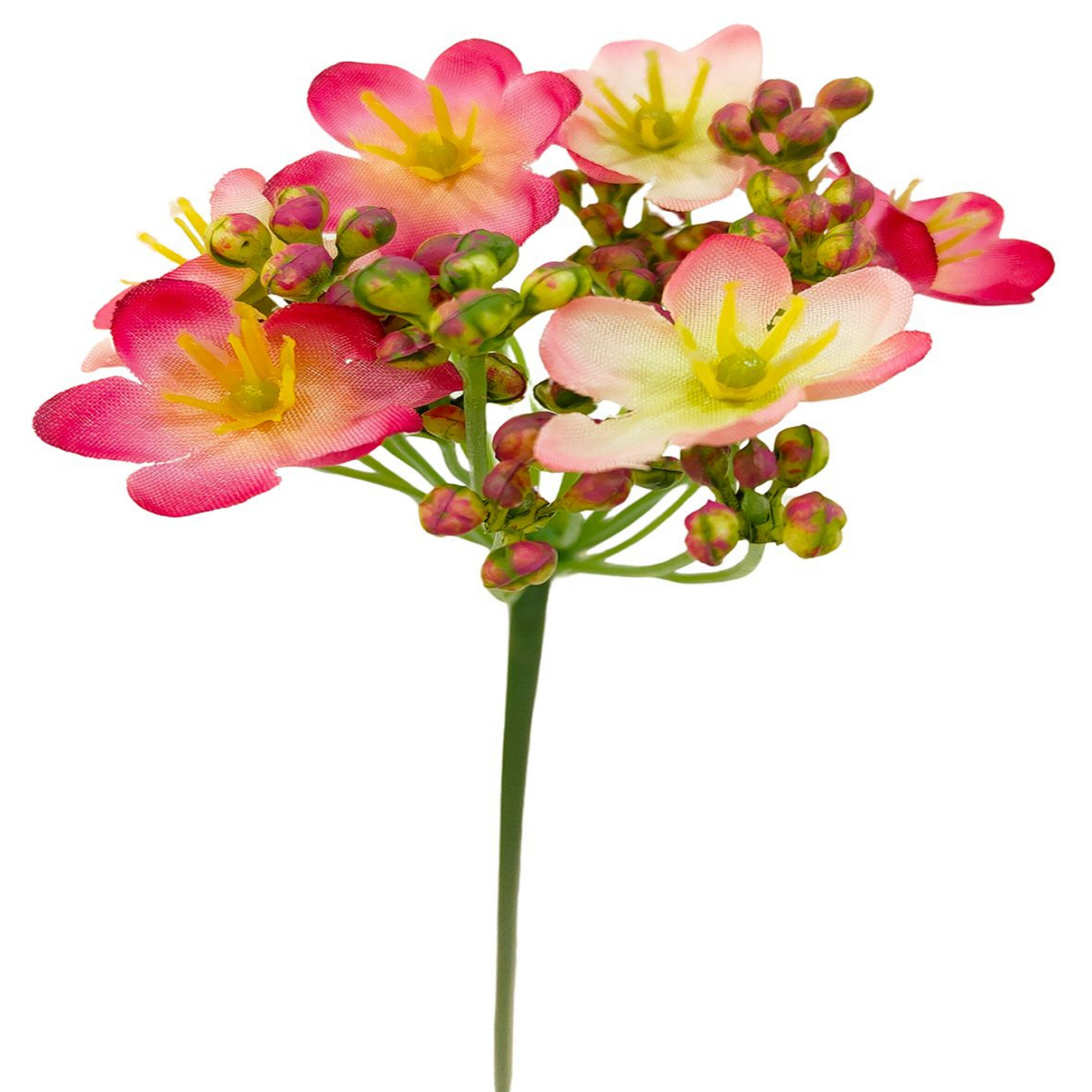 Vara Sedum Premium 56 cm cm uc.12 Fuscia