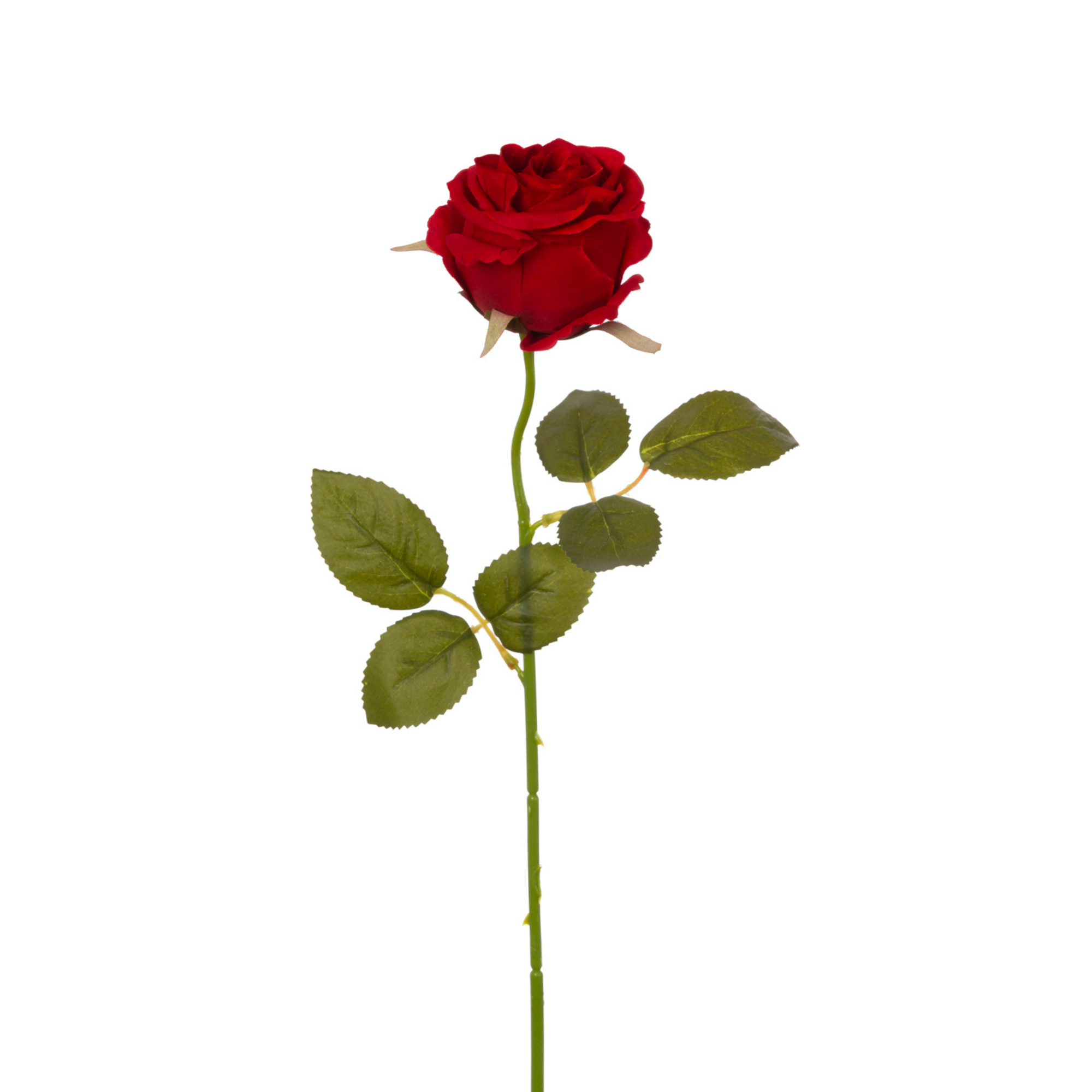 Vara Rosa 49 cm cm uc.36 Rojo