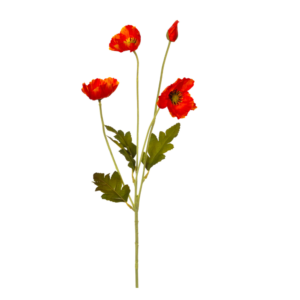 Vara Amapola 57 cm uc.36