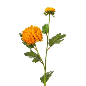 Vara Chrysanthemum  63 cm uc.12 Amarillo