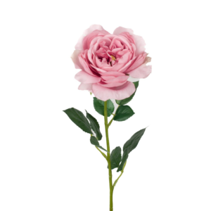 Vara Rosa Inglesa 59 cm cm uc.12 Rosa