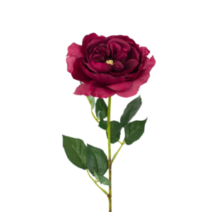 Vara Rosa Inglesa 59 cm cm uc.12 Burdeos
