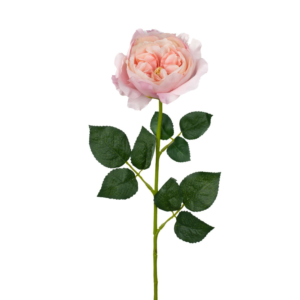 Vara Rosa Inglesa 59 cm cm uc.12 Rosa Claro