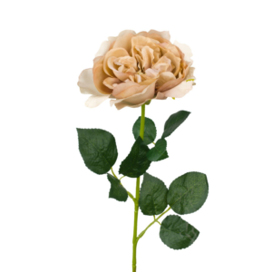 Vara Rosa Inglesa 59 cm cm uc.12 Habana