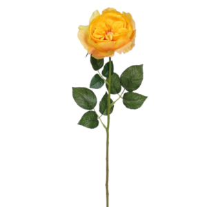 Vara Rosa Inglesa 59 cm cm uc.12 Amarilla
