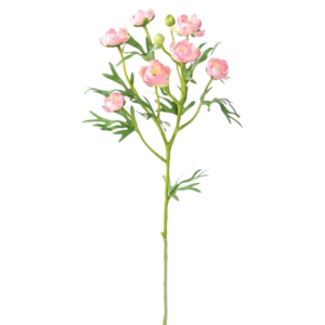 Vara ranunculo spray 50 cm uc.12 Rosa