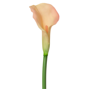 Vara de Calla Lily Single 74 cm uc.12 Rosa