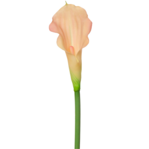 Vara de Calla Lily Mini Single 54 cm uc.12 Rosa