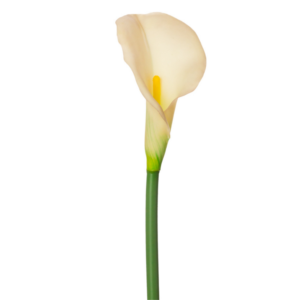Vara de Calla Lily Premium 74 cm uc.12 Blanca