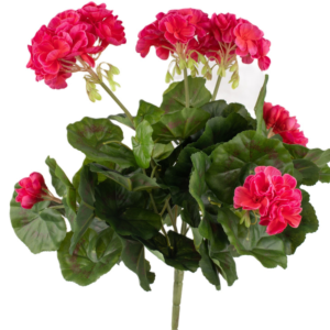 Ramo Geranio 45 cm UV uc.6 Fucsia