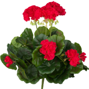 Ramo Geranio 45 cm UV uc.6 Rojo