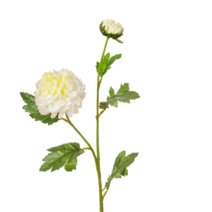 Vara Chrysanthemum  63 cm uc.12 Crema