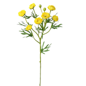 Vara ranunculo spray 50 cm uc.12 Amarillo