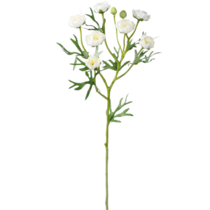 Vara ranunculo spray 50 cm uc.12 Blanco