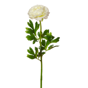Vara ranunculo 50 cm uc.12 Blanco