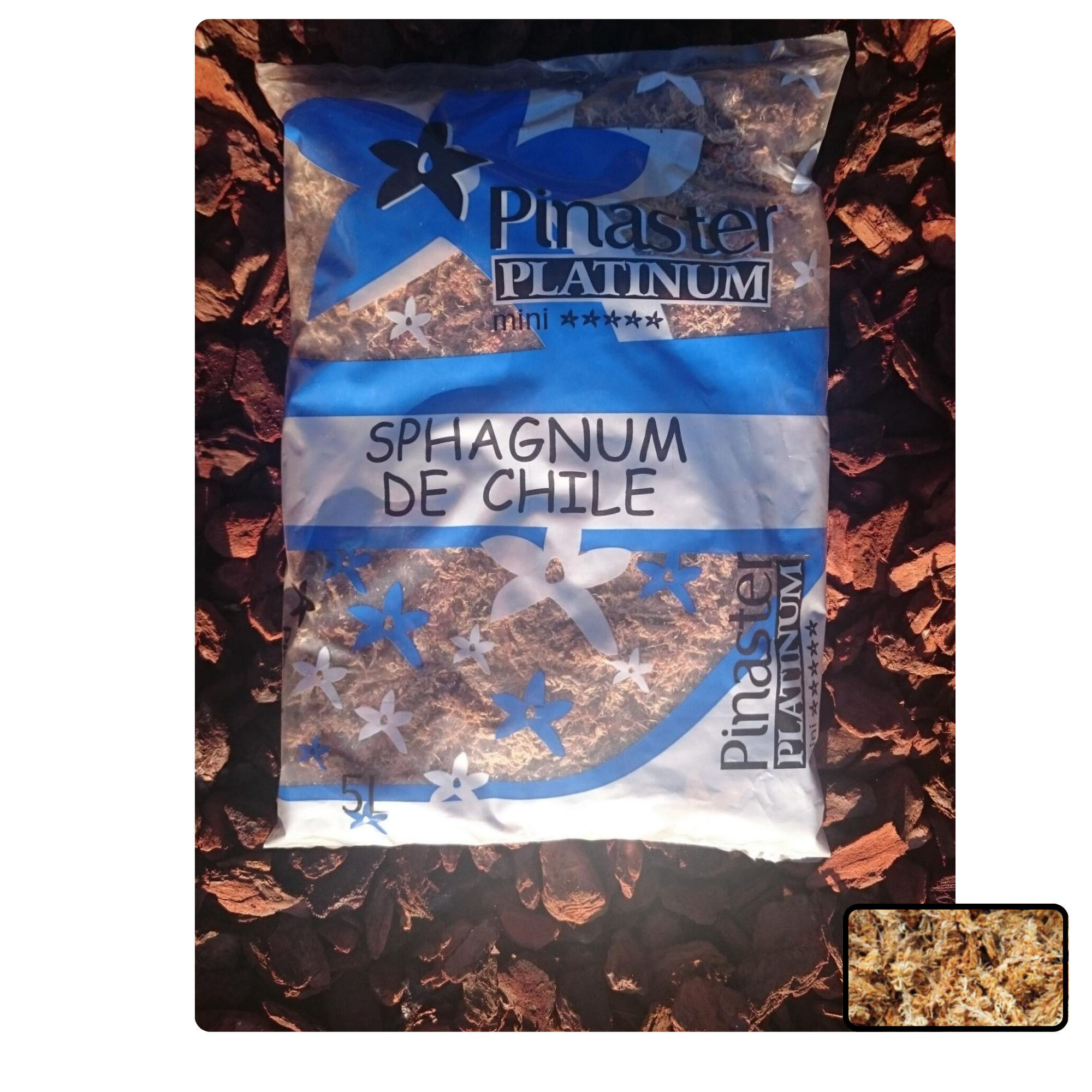 Pinaster Sphagnum de Chile 5 litros up.360