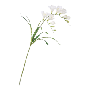 Vara Freesia 57 cm uc.24 Blanco