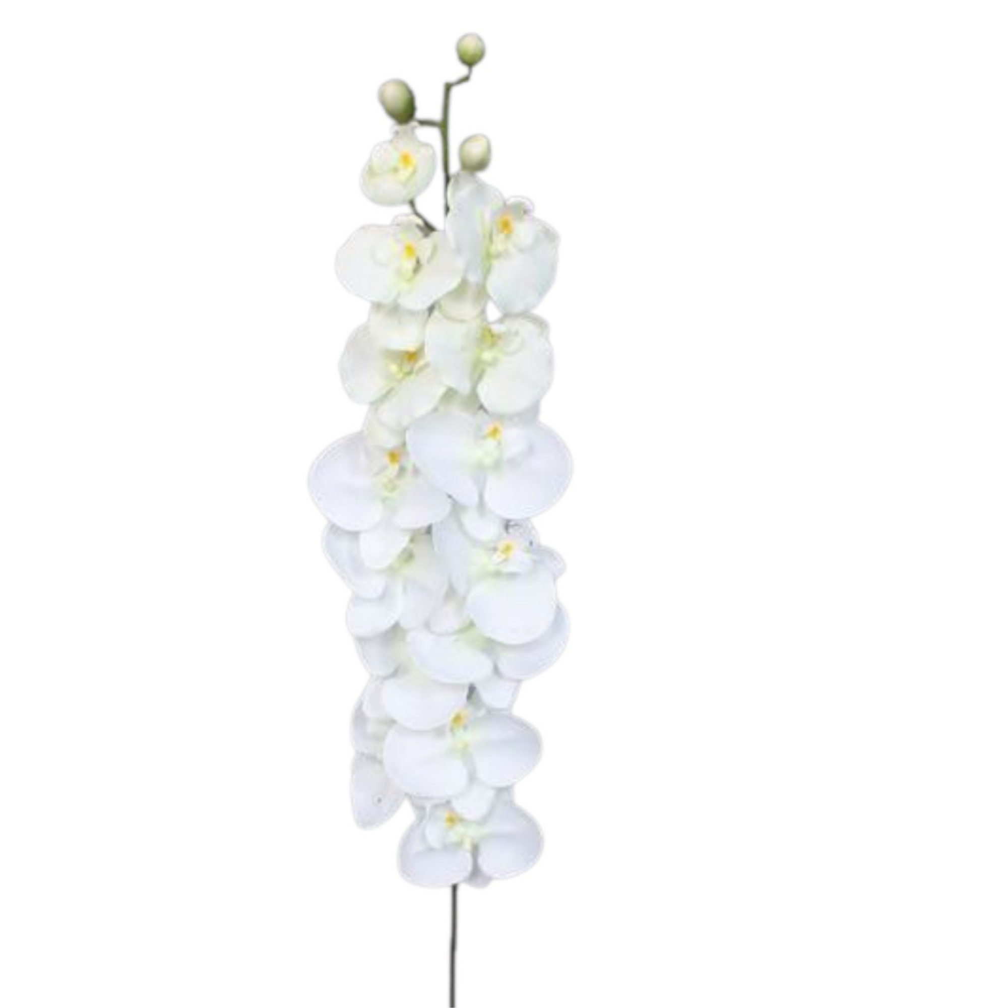 Vara Orquídea XL 121 cm uc.6 Blanco