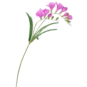 Vara Freesia 57 cm uc.24 Rosa
