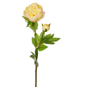 Vara Peonia 67 cm uc.12 Crema