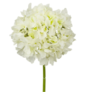Vara Hortensia 54 cm uc.12 Crema