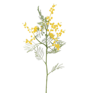 Vara Mimosa 50 cm uc.24 Amarillo