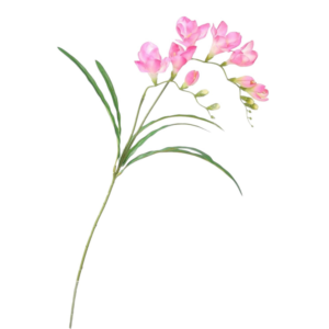 Vara Freesia 57 cm uc.24 Fucsia