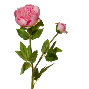 Vara Peonia 67 cm uc.12 Rosa