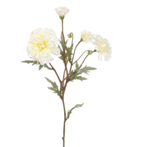Vara de Marigold Spray 60 cm uc.12 Blanco