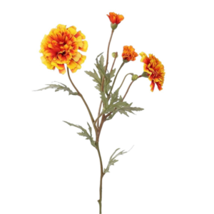 Vara de Marigold Spray 60 cm uc.12 Naranja