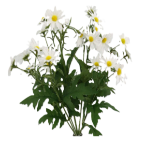 Vara de Margarita Mini 9 Cabezas 40 cm uc.12 Blanco