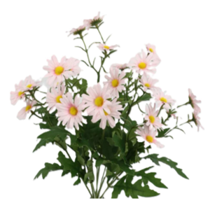 Vara de Margarita Mini 9 Cabezas 40 cm uc.12 Rosa