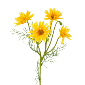 Vara de Margarita Daisy x 4 60 cm uc.12 Amarillo
