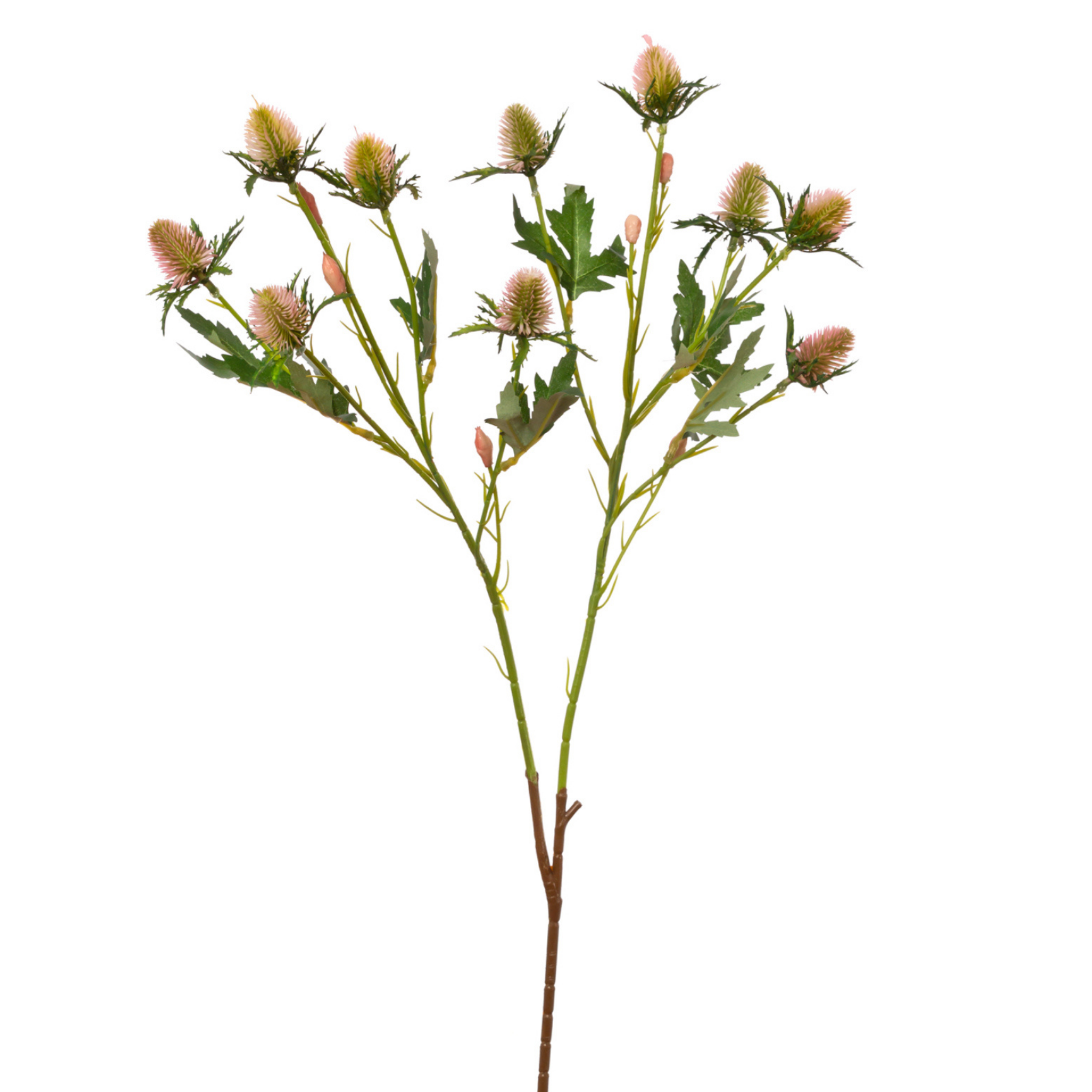 Vara Eryngium 74 cm uc.36 Rosa
