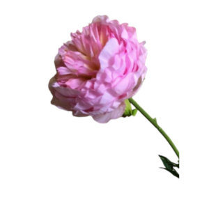 Vara Peonia 60 cm uc.12 Rosa