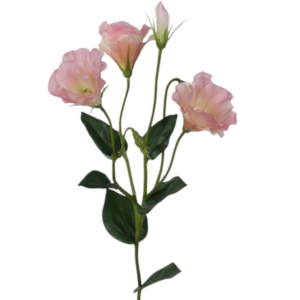 Vara de Lisianthus 62 cm uc.12 Rosa Claro