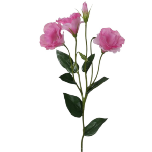 Vara de Lisianthus 62 cm uc.12 Fucsia