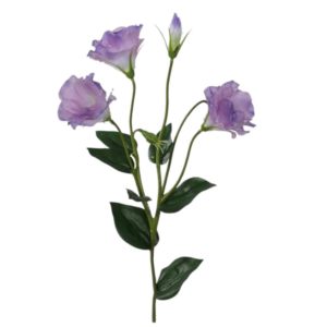 Vara de Lisianthus 62 cm uc.12 Lila