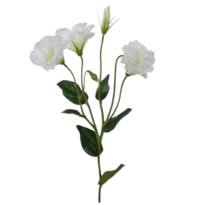 Vara de Lisianthus 62 cm uc.12 Blanco