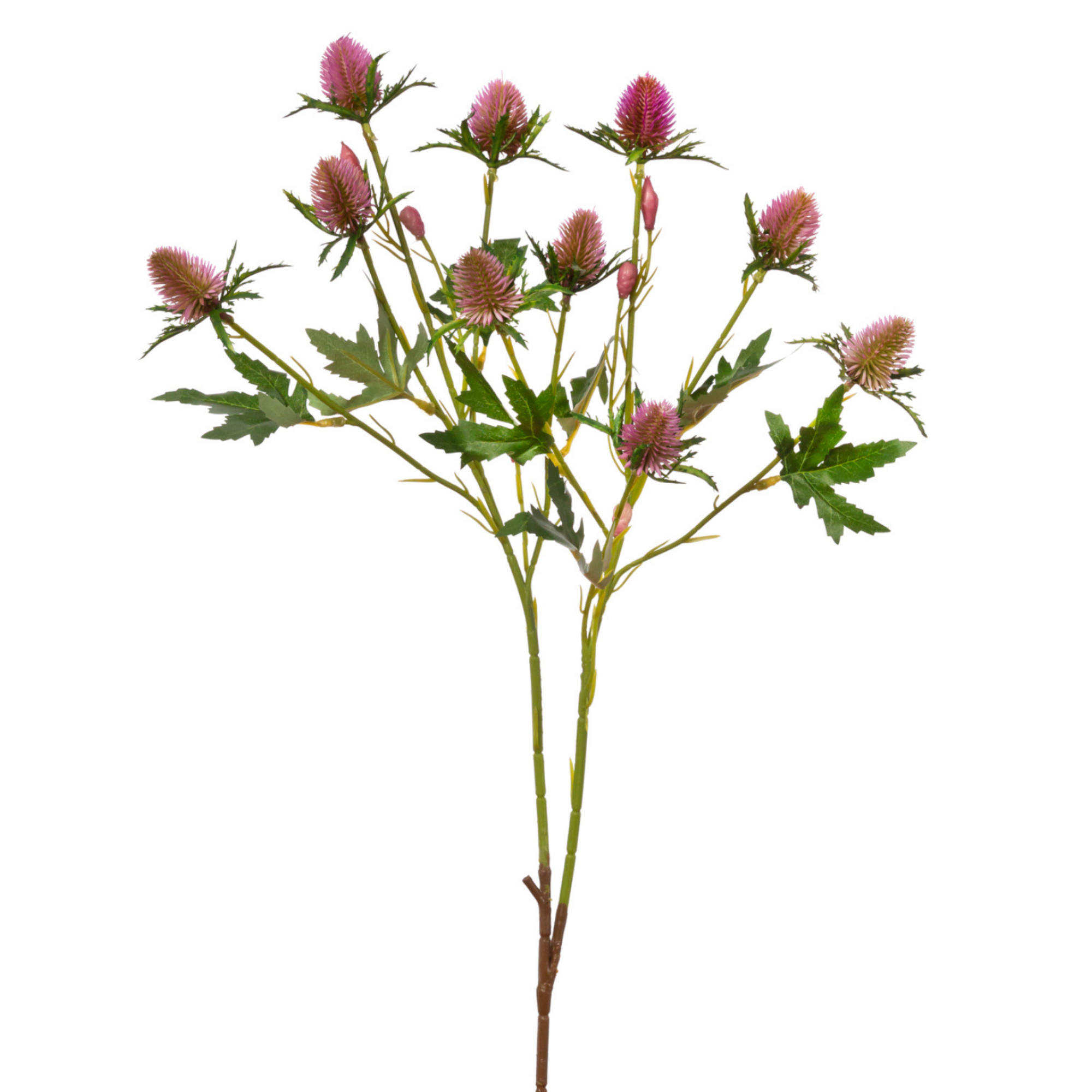 Vara Eryngium 74 cm uc.36 Fucsia