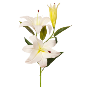 Vara de Lilium 86 cm uc.18 Blanco