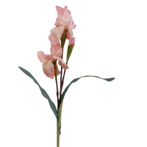 Vara de Iris 74 cm uc.12 Rosa